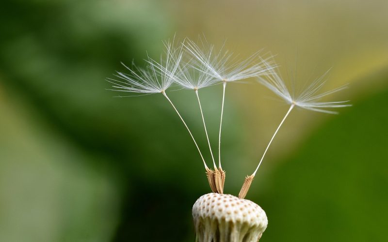 我的世界种子地形俯视记录：蜿蜒河流穿过丘陵与森林，河岸两侧落差明显，适合建筑取景